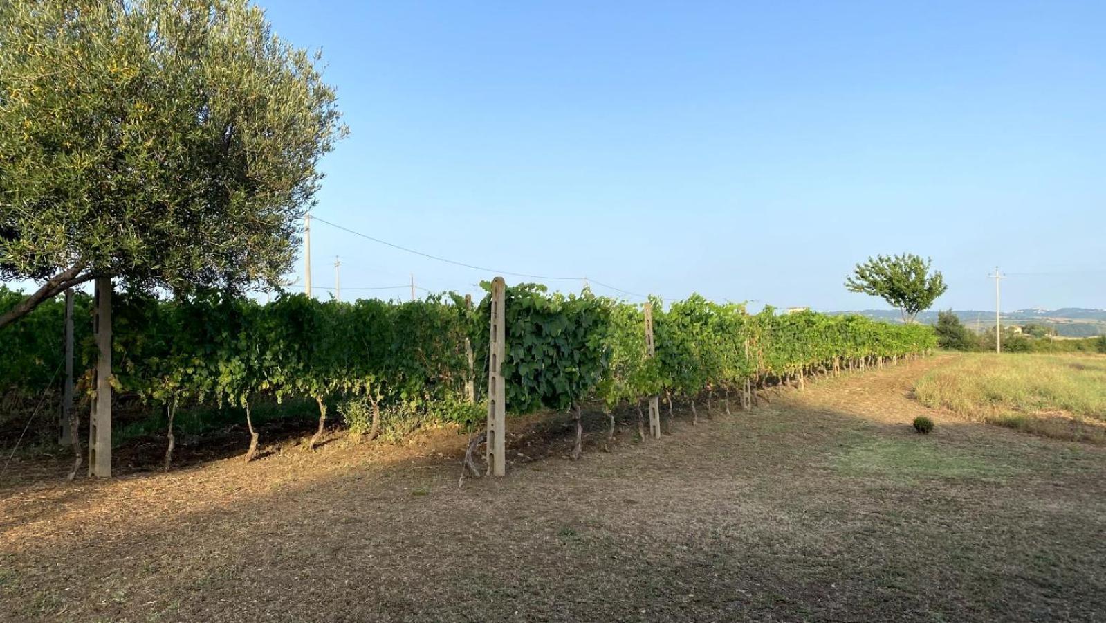Agriturismo Uliveto Gretacci Montemerano Dış mekan fotoğraf