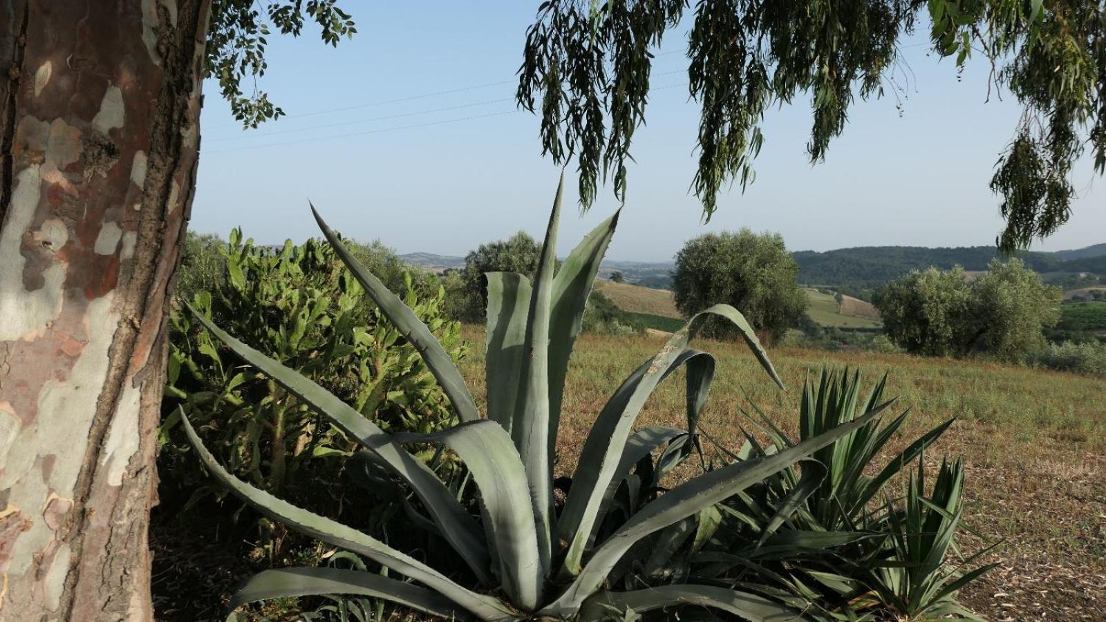 Agriturismo Uliveto Gretacci Montemerano Dış mekan fotoğraf