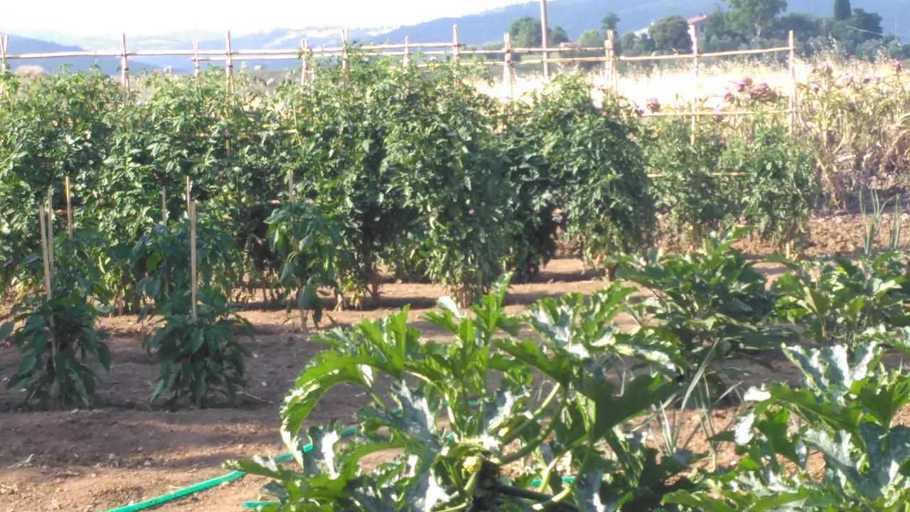 Agriturismo Uliveto Gretacci Montemerano Dış mekan fotoğraf