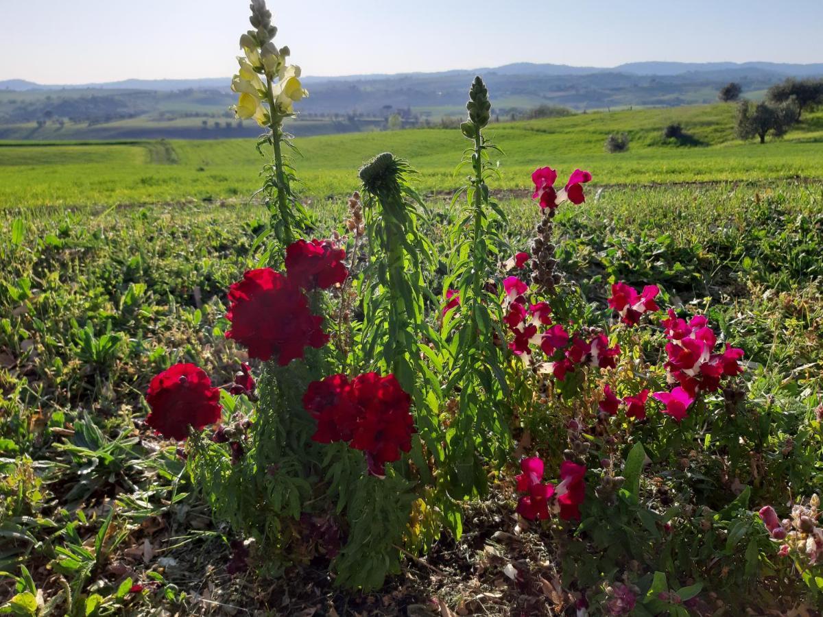 Agriturismo Uliveto Gretacci Montemerano Dış mekan fotoğraf